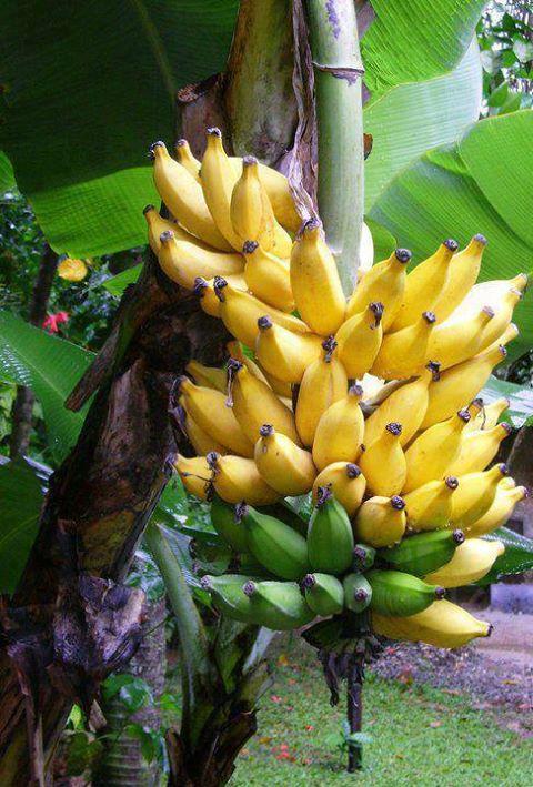 Corbeille D'Or Saint-Louis Ngoại thất bức ảnh